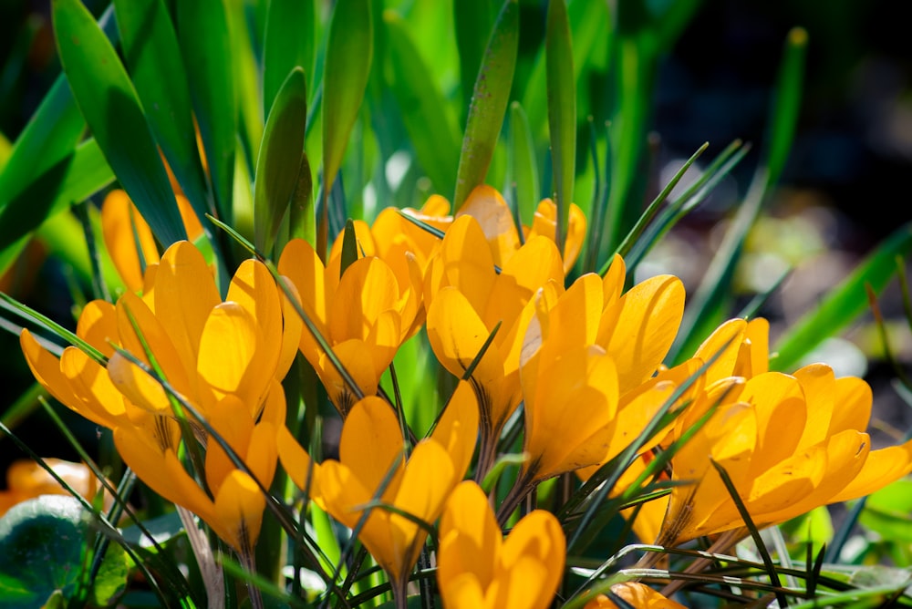 yellow crocus flowers in bloom during daytime