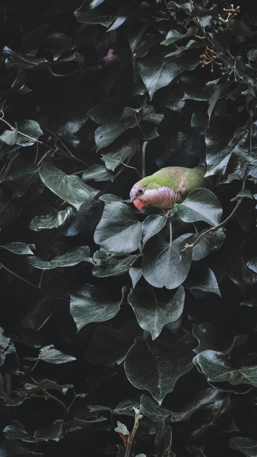 green and red bird on green leaves