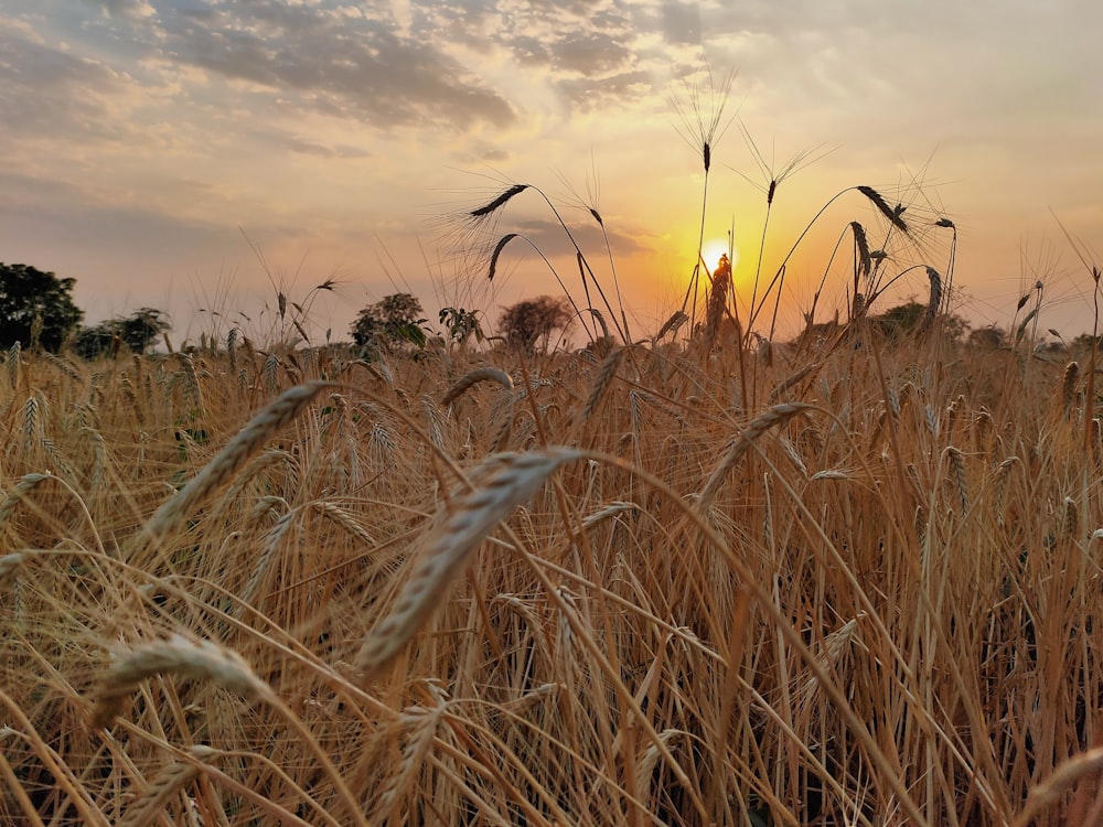 brown wheat field during sunset