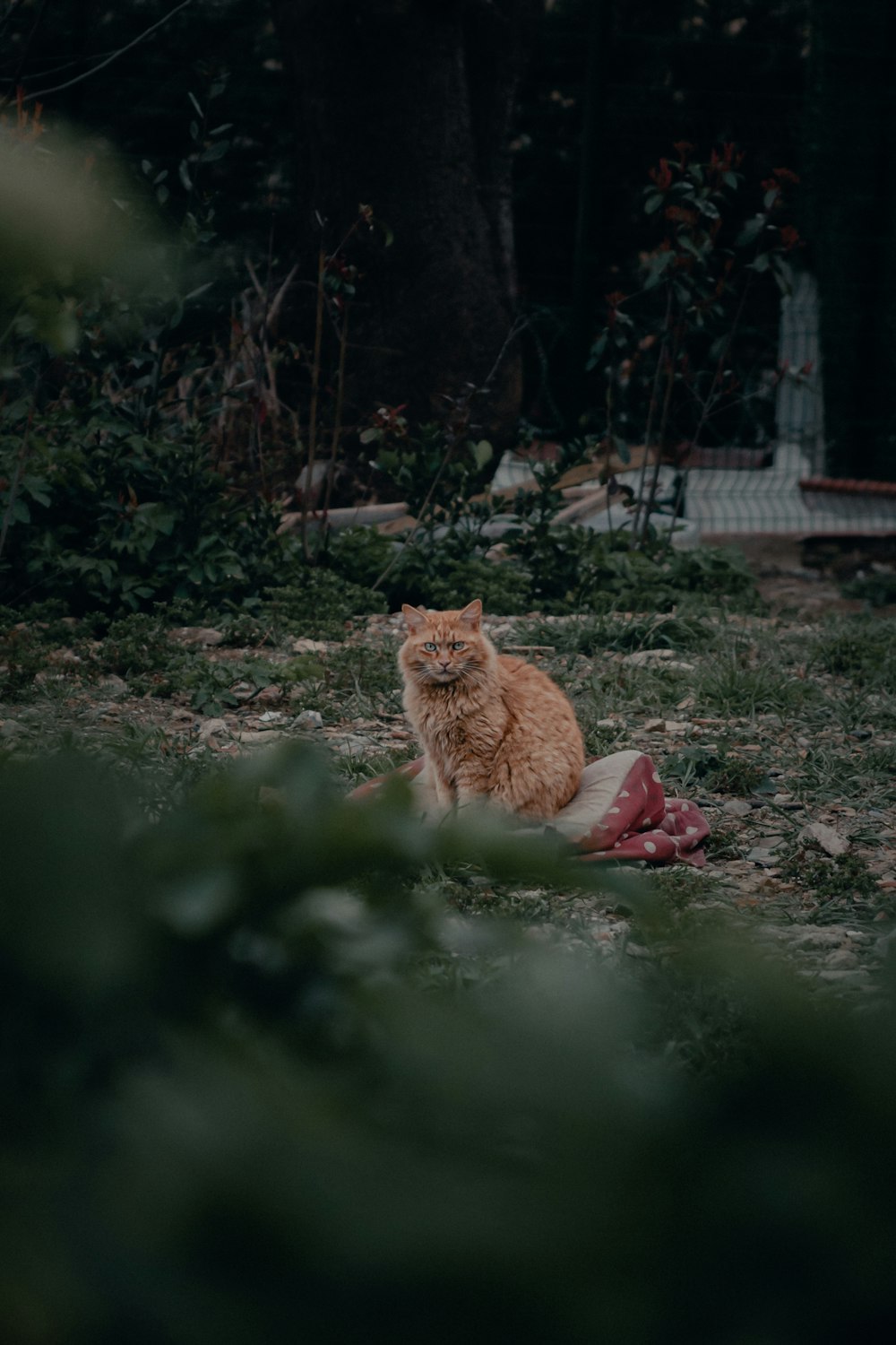 地面に横たわっているオレンジ色のぶち猫