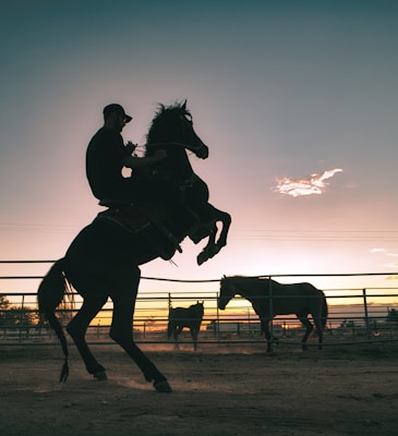 silhouette of horse on field during daytime