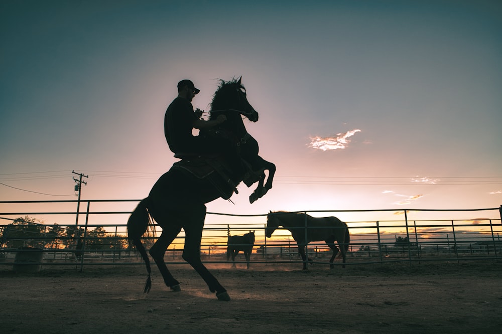 silhouette of horse on field during daytime