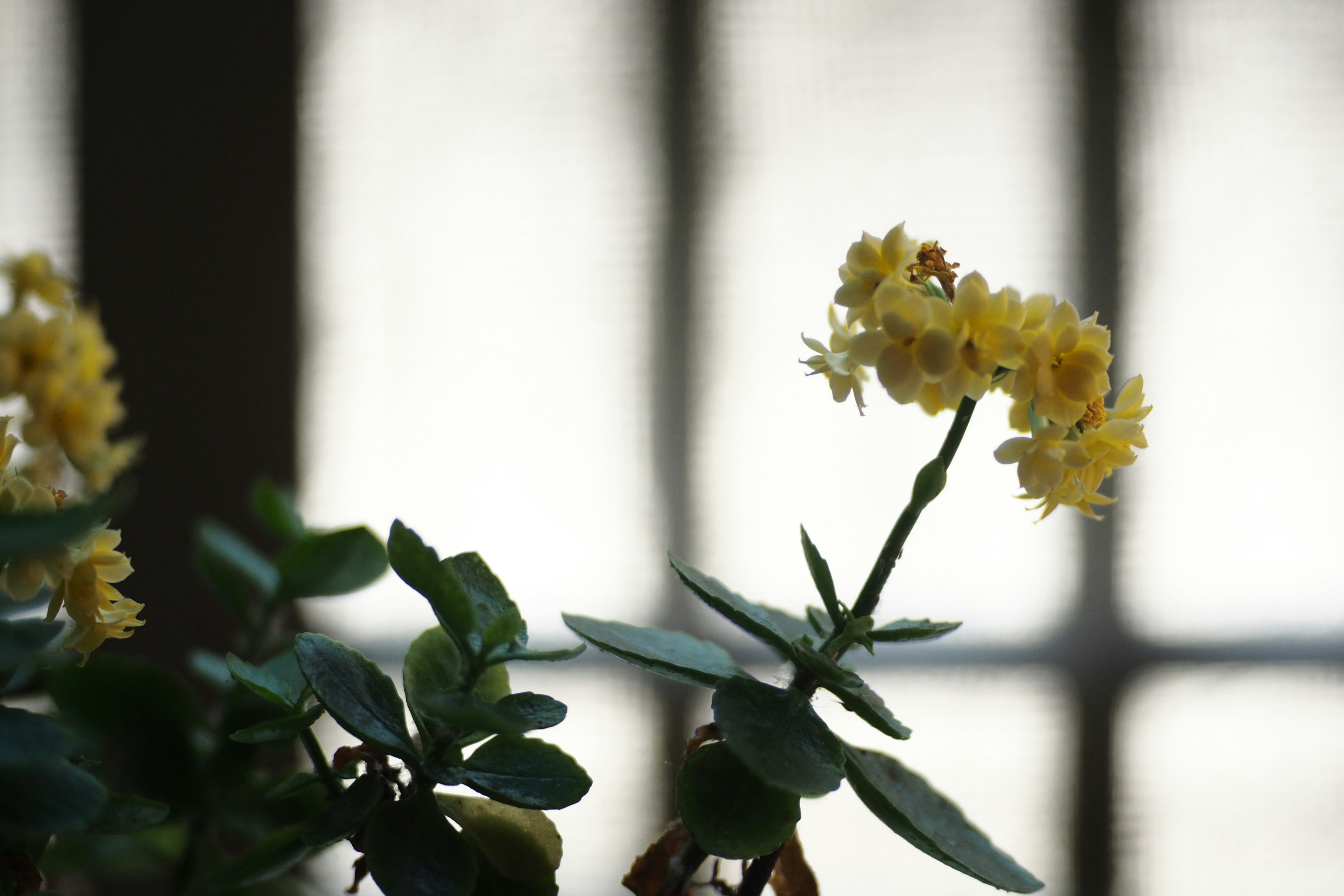 観葉植物 和室 明るい