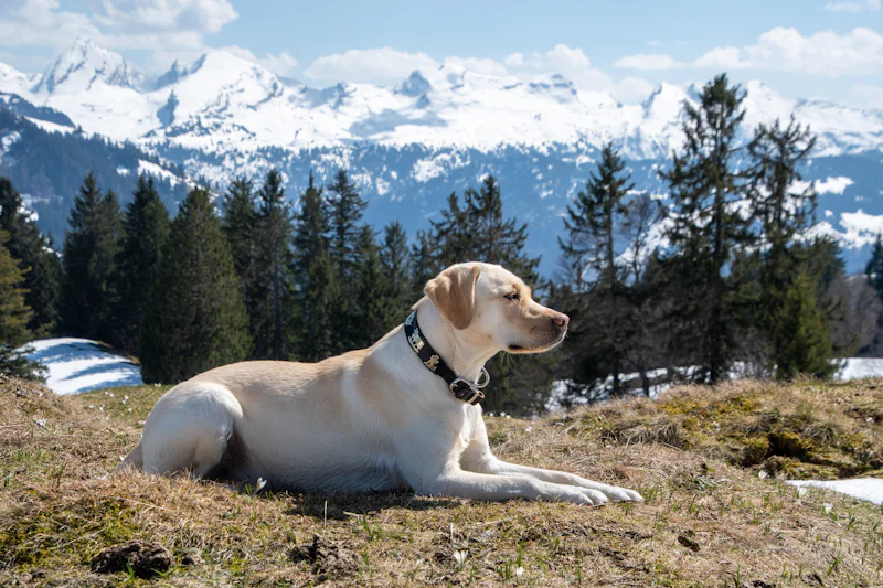 Labrador Retriever Yemek Motivasyonu ve Kilo Kontrolü