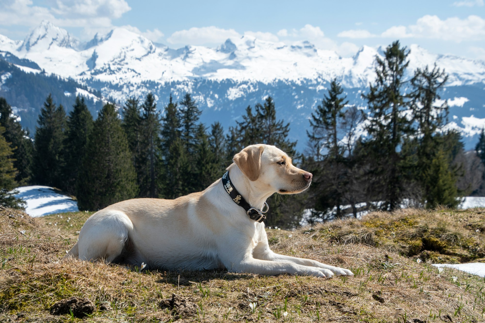 Labrador Dog in Front of the Churfirsten Mountains