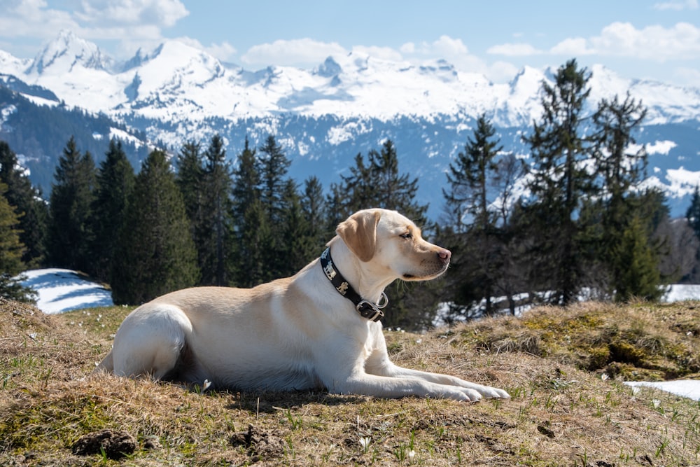 yellow labrador retriever lying on green grass field during daytime