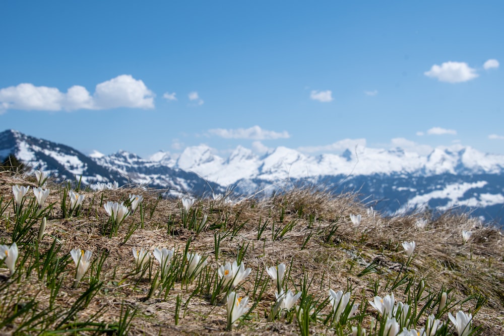 green grass field near snow covered mountain during daytime