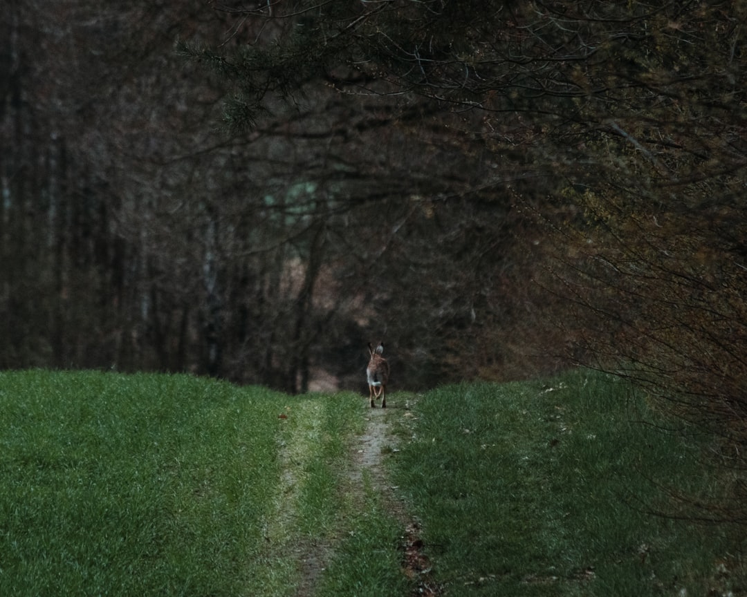 person in red jacket walking on green grass field during daytime