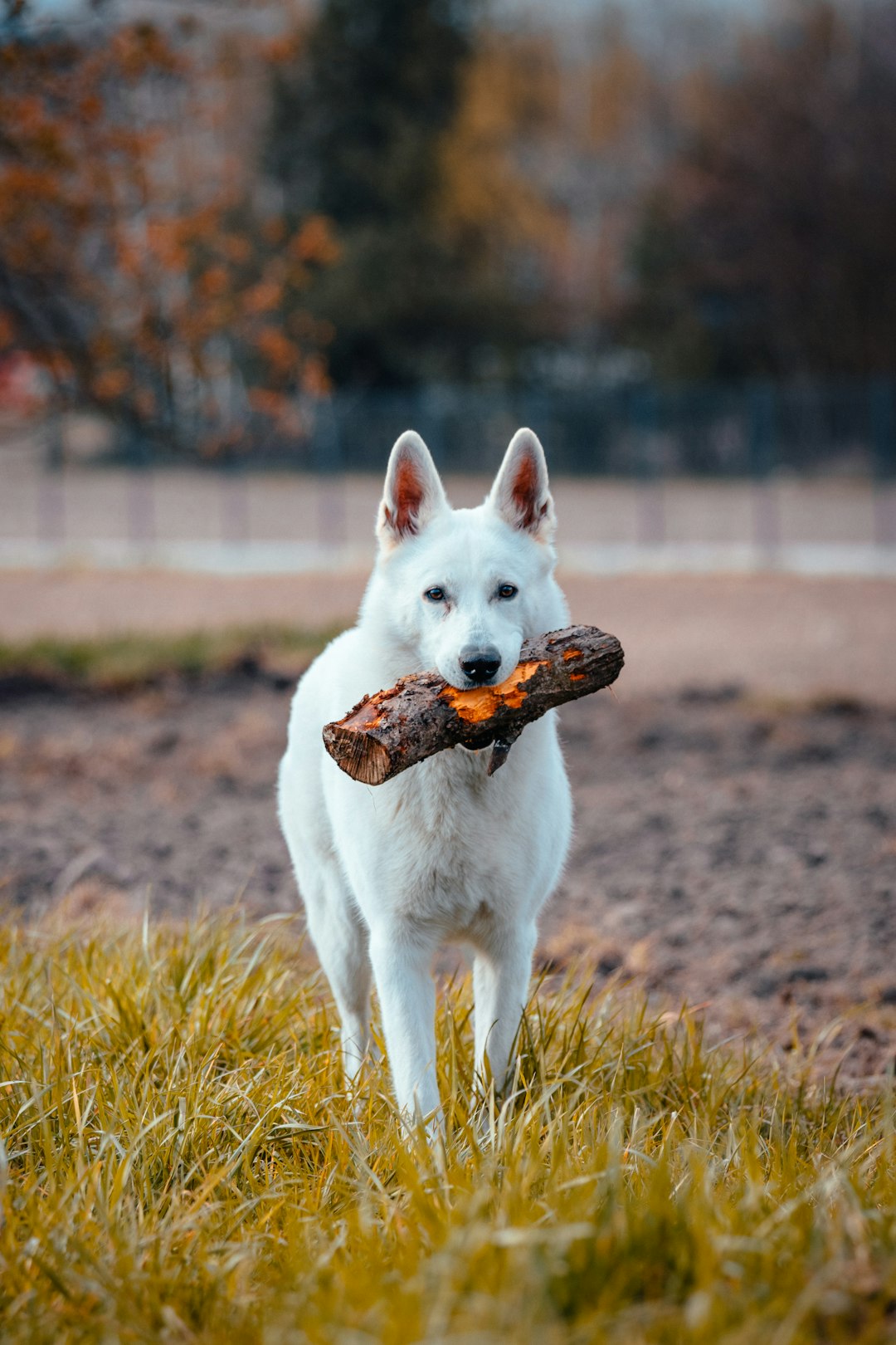 white short coated dog biting brown wooden stick