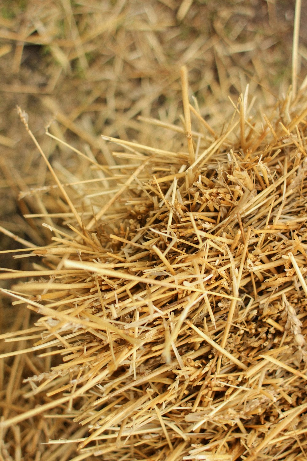 herbe séchée brune en gros plan