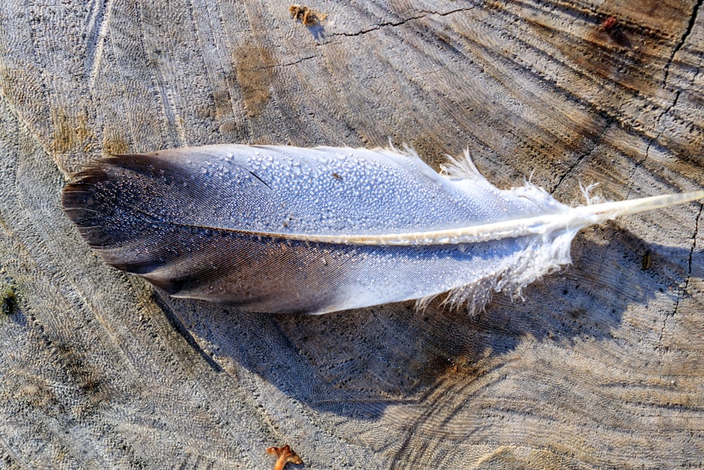 poisson blanc et gris sur une surface en bois gris