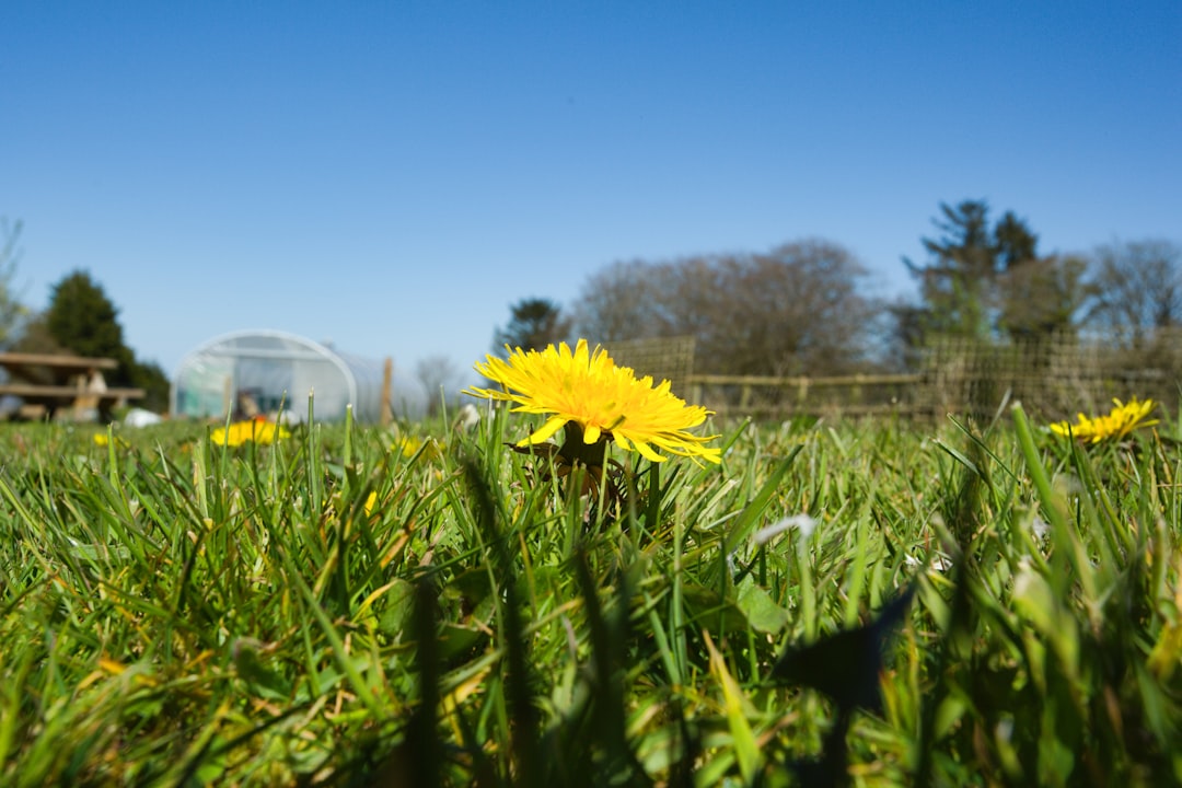 yellow flower on green grass field during daytime