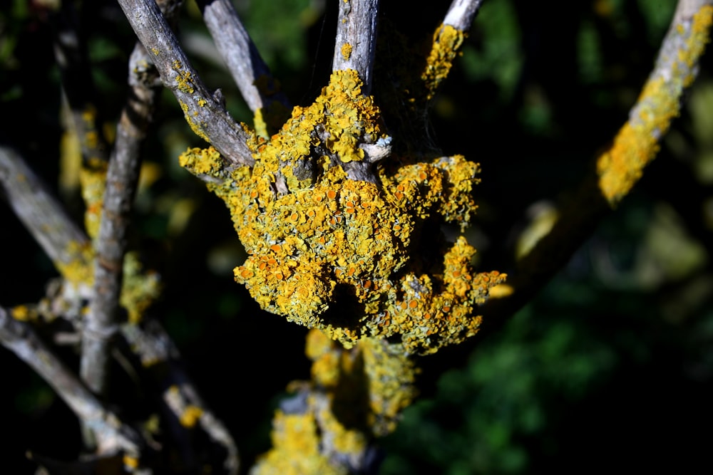 yellow leaf plant in close up photography