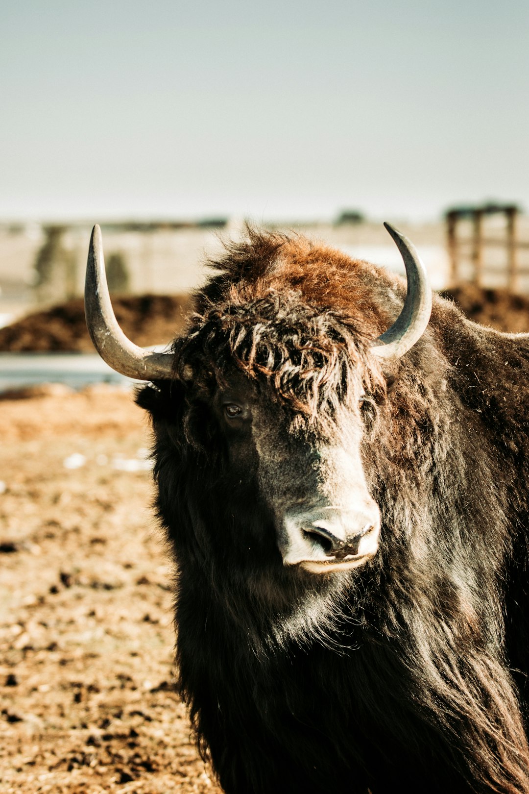 black yak on brown field during daytime