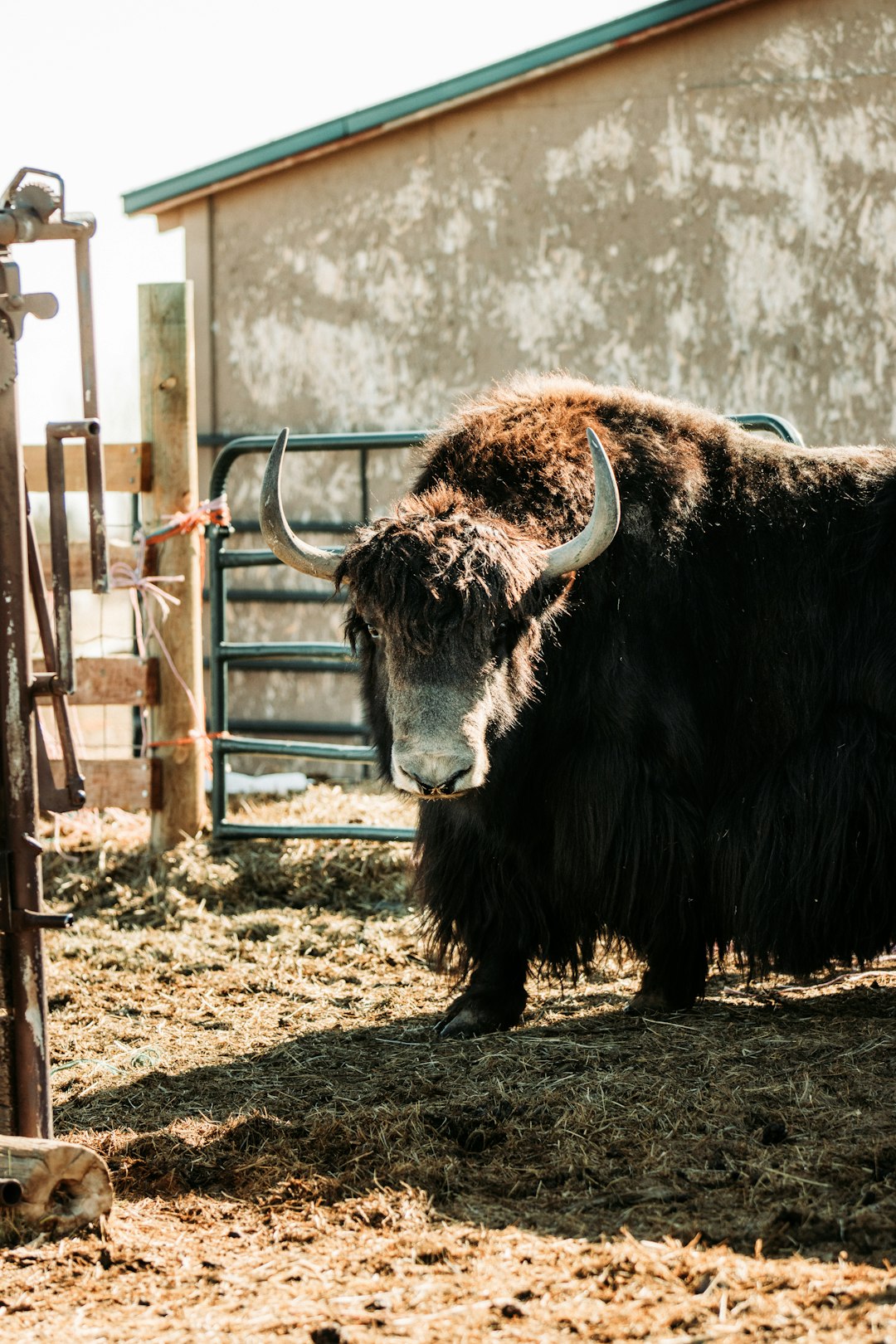 brown yak on brown field during daytime