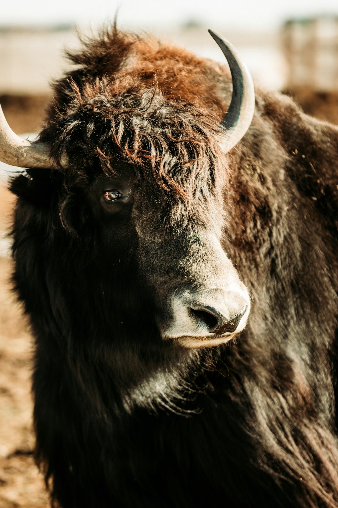 black and brown cow on brown field during daytime