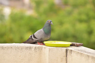 A happy pigeon eating from a feeder filled with fresh food.