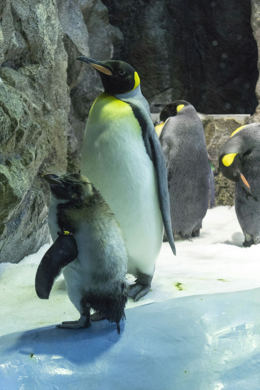 pinguins no solo coberto de neve durante o dia