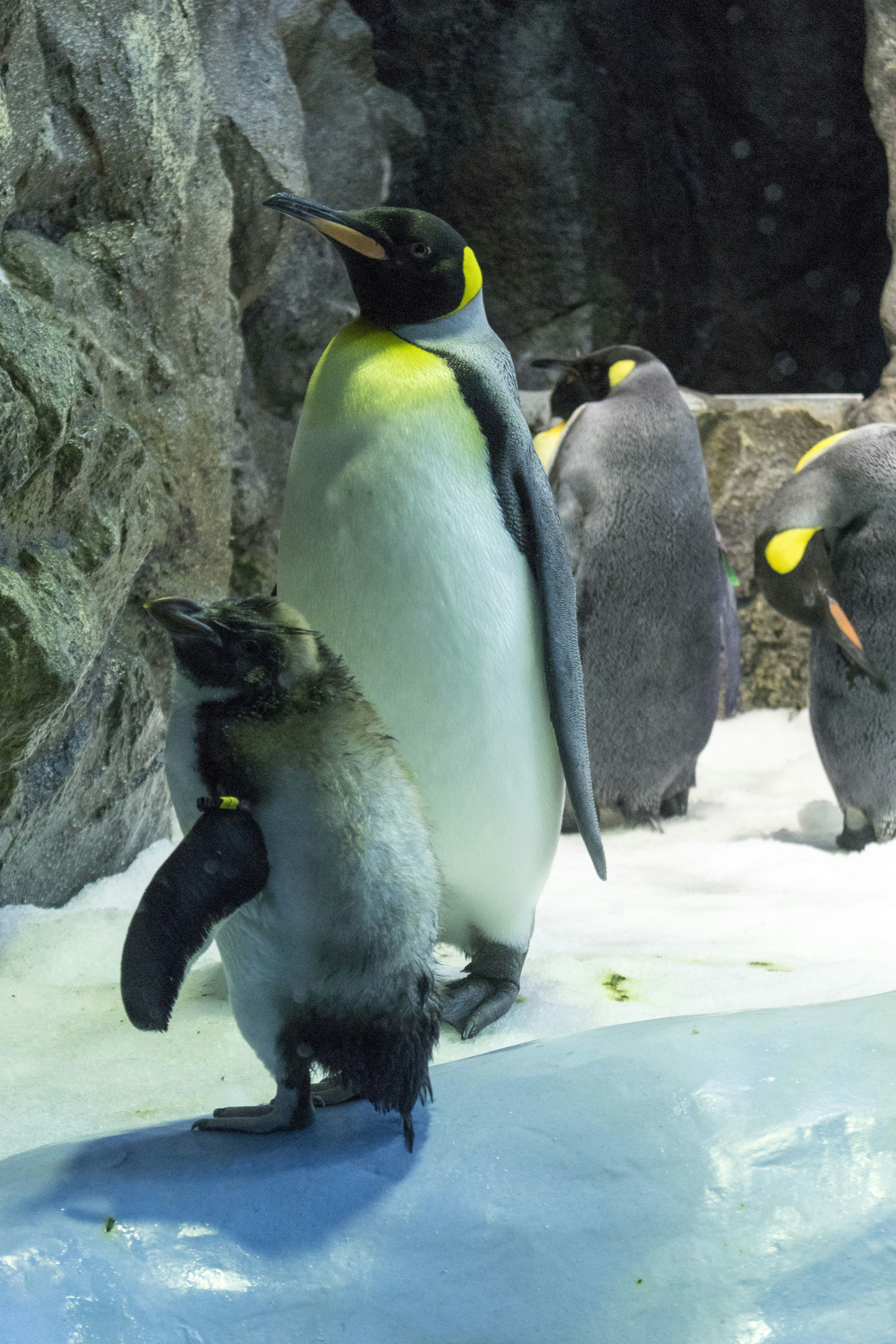 Penguin in Loro Parque Tenerife