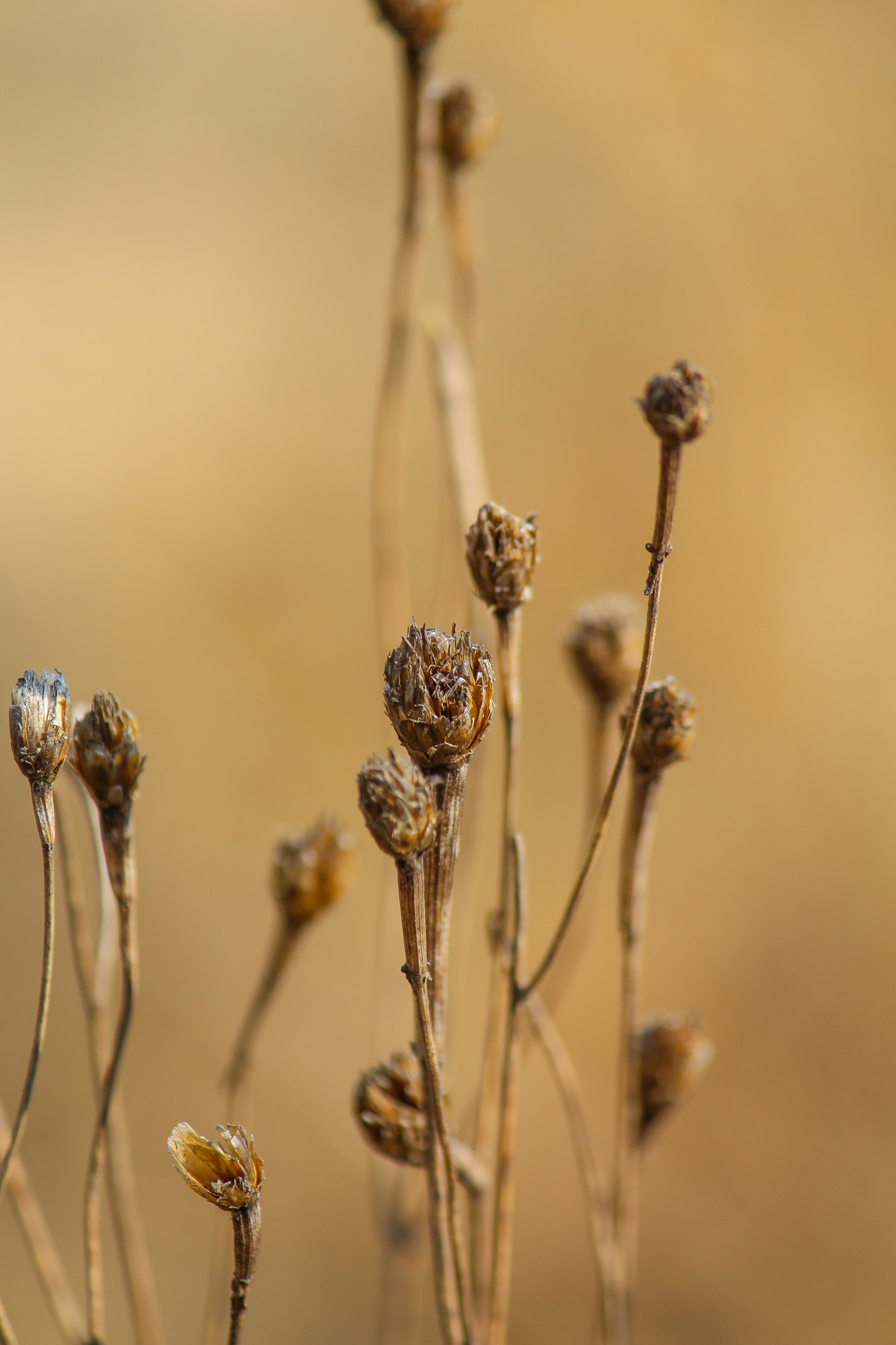 Photo by ankur_dutta