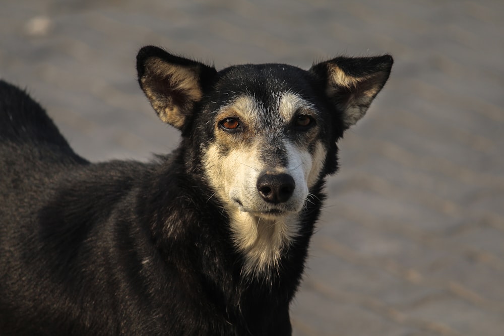 black and tan short coat medium sized dog