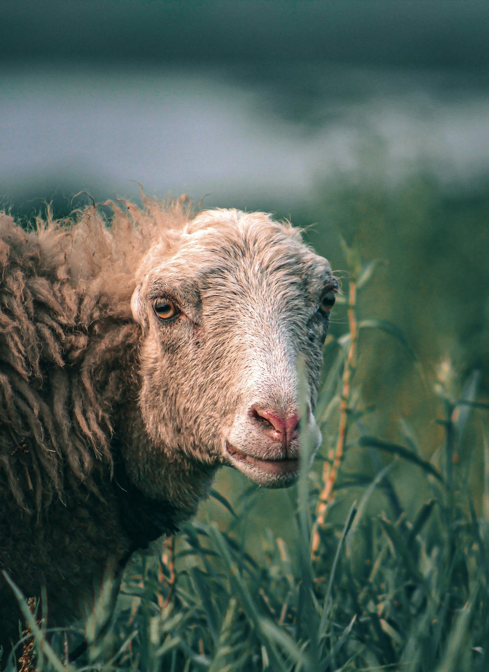 pecore marroni su erba verde durante il giorno