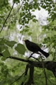 black bird on tree branch during daytime