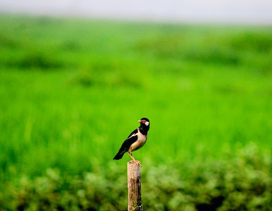 black and yellow bird on brown wooden post during daytime in Munshiganj Bangladesh