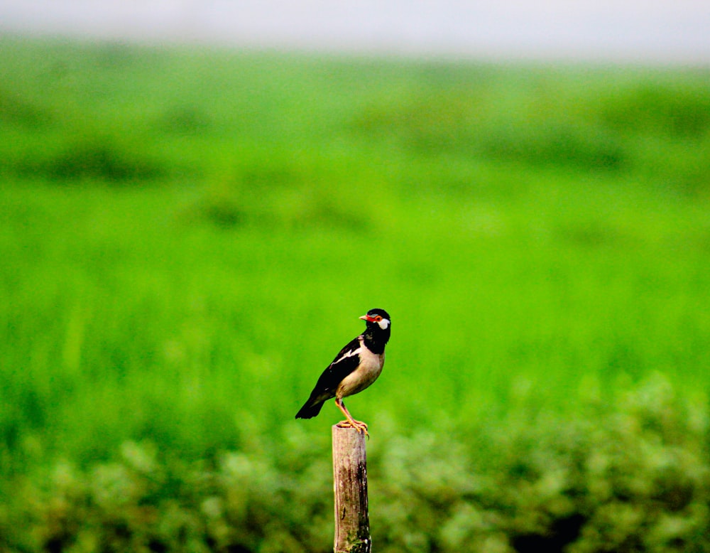 black and yellow bird on brown wooden post during daytime