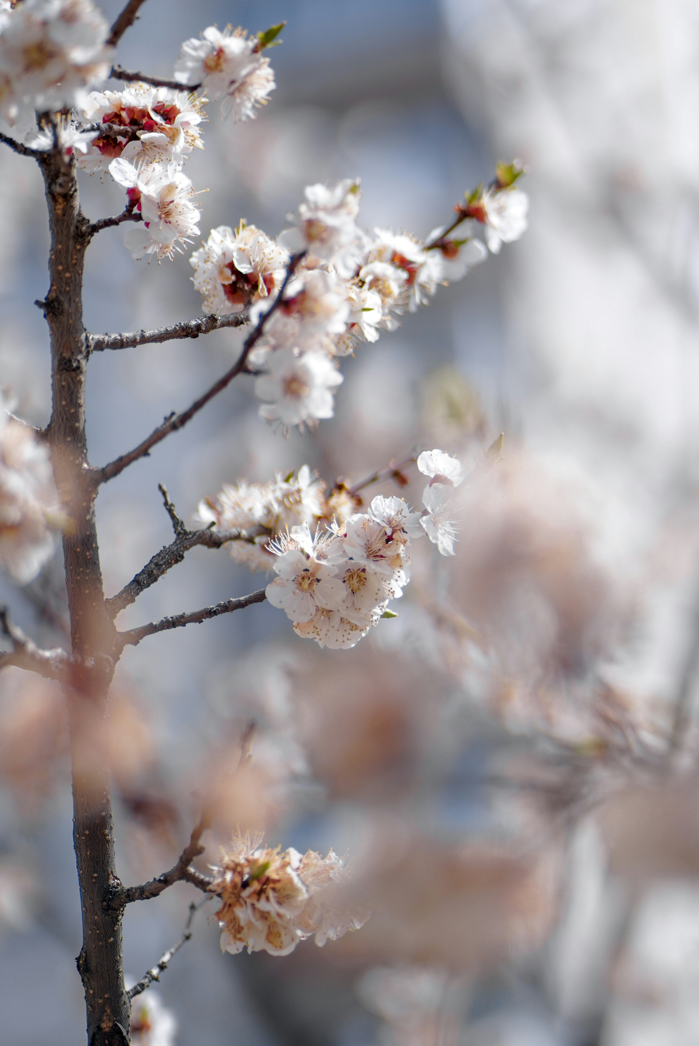 Photo by annabell_flem