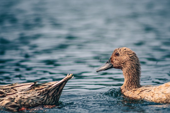 brown duck on water during daytime in Munshiganj Bangladesh