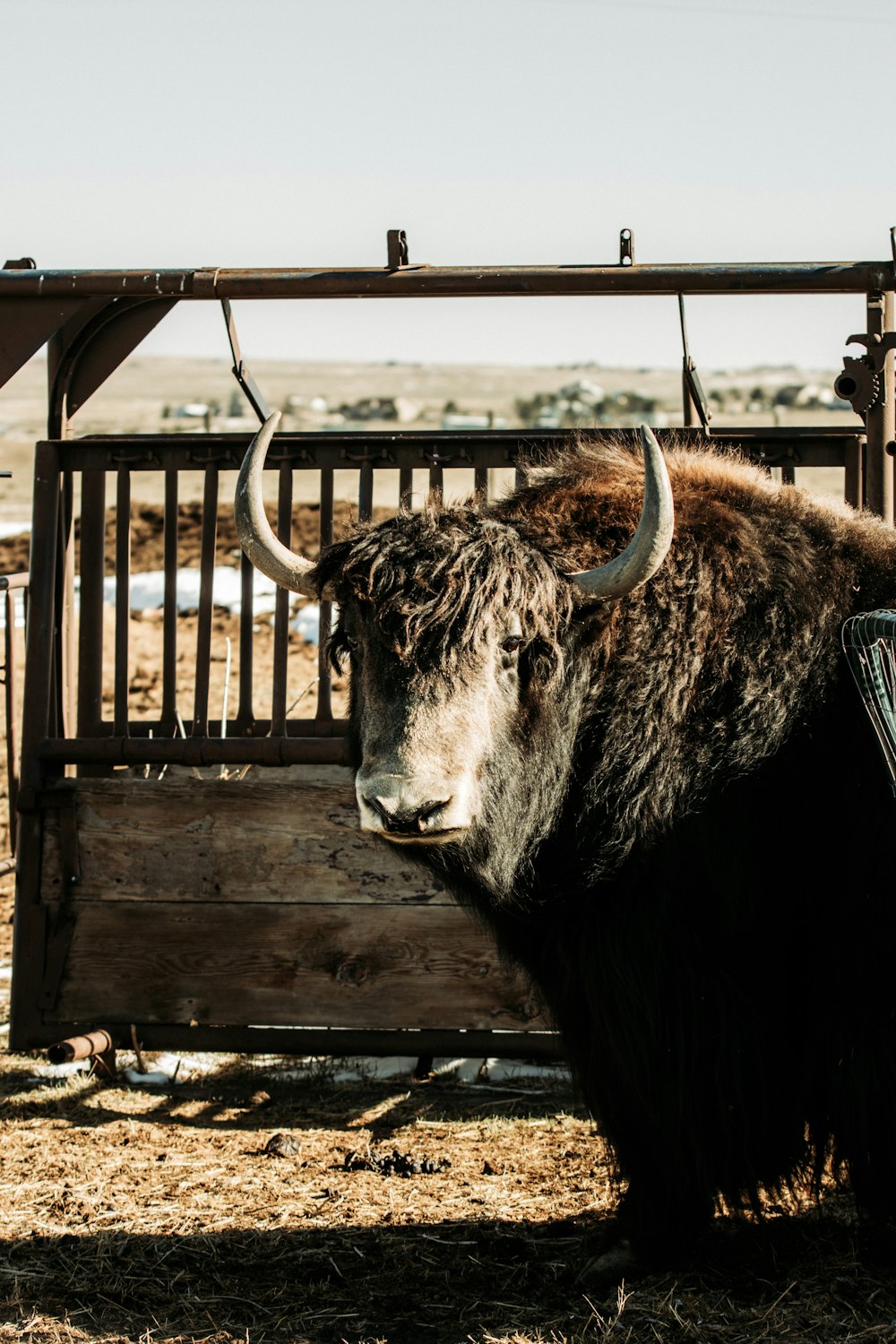 brown yak on brown wooden fence during daytime