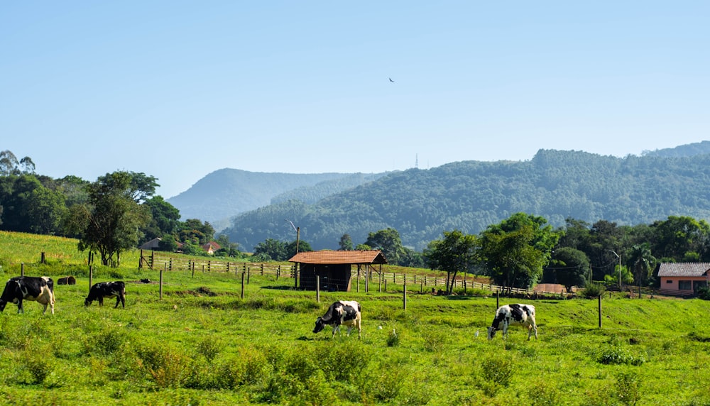 horses on green grass field during daytime