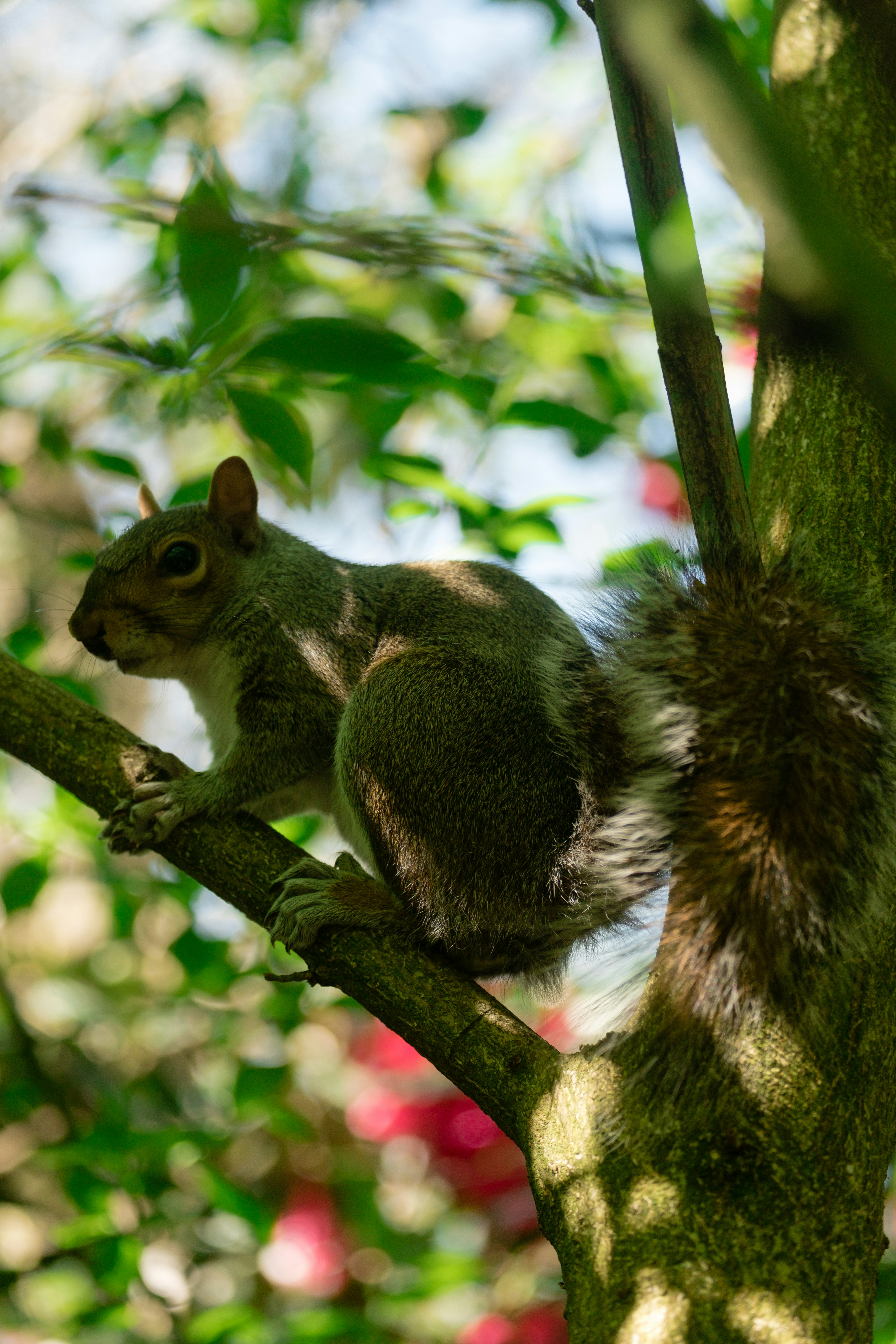 brown squirrel on tree branch during daytime