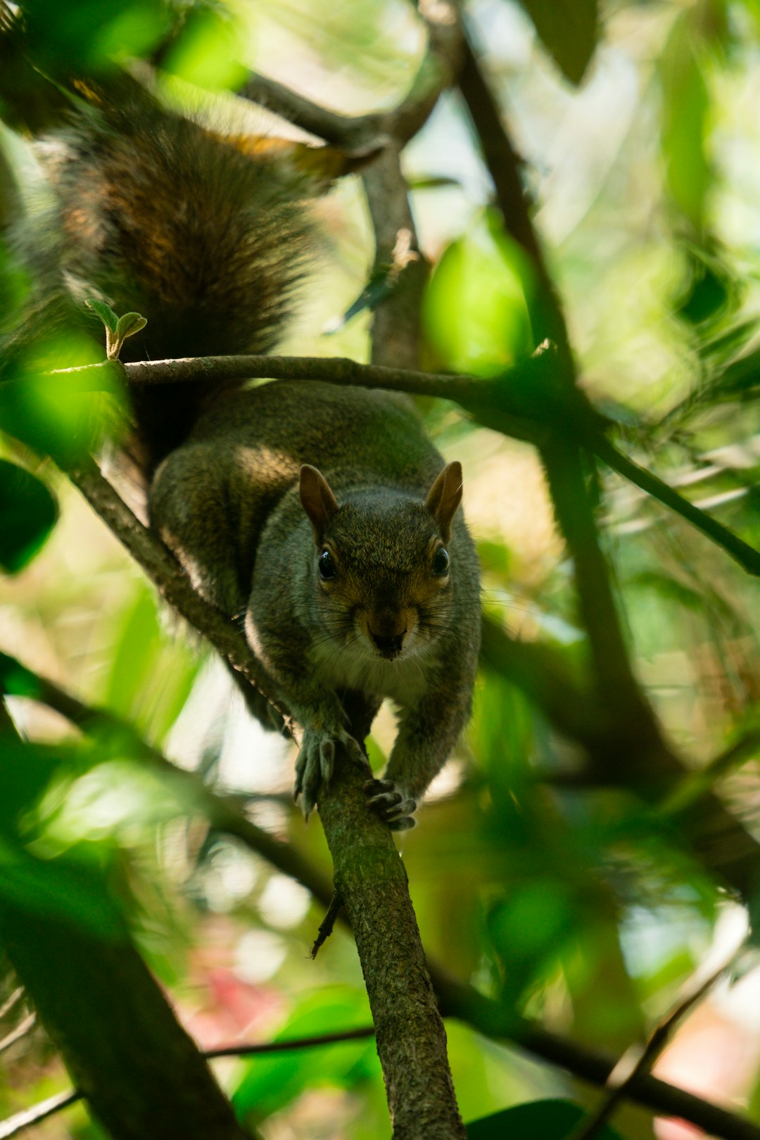 brown squirrel on tree branch during daytime