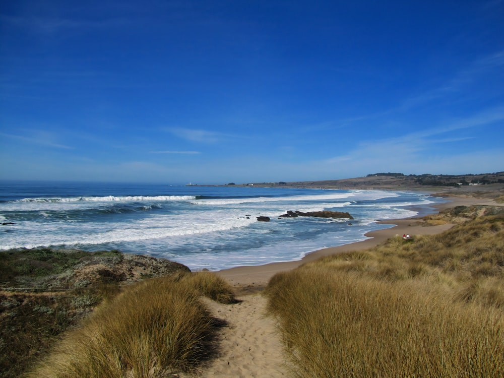 green grass on seashore during daytime