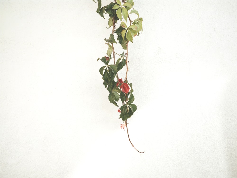 green and red plant on white background