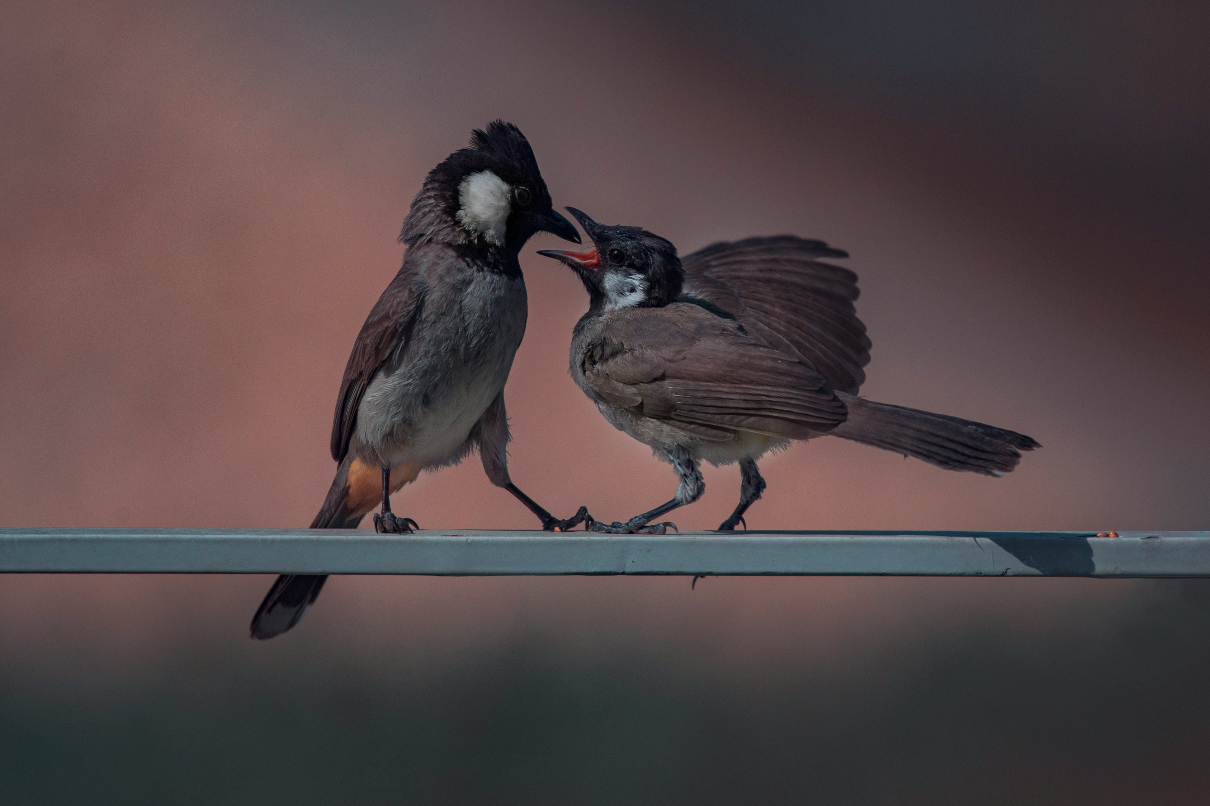 brown and white bird on blue metal bar