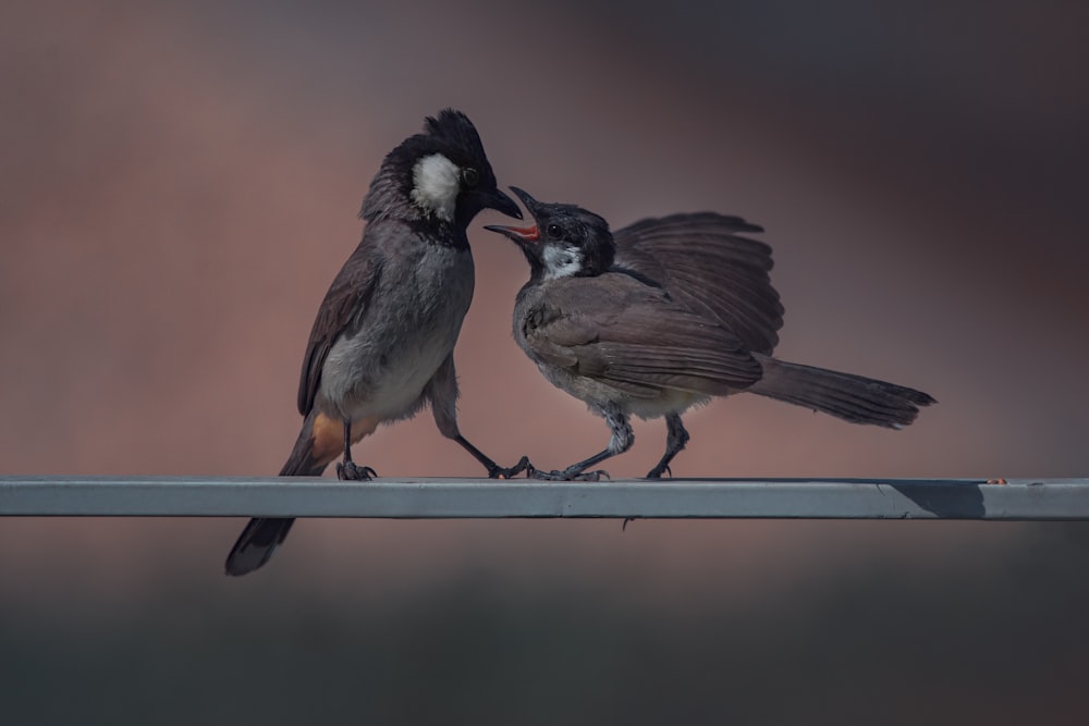 brown and white bird on blue metal bar