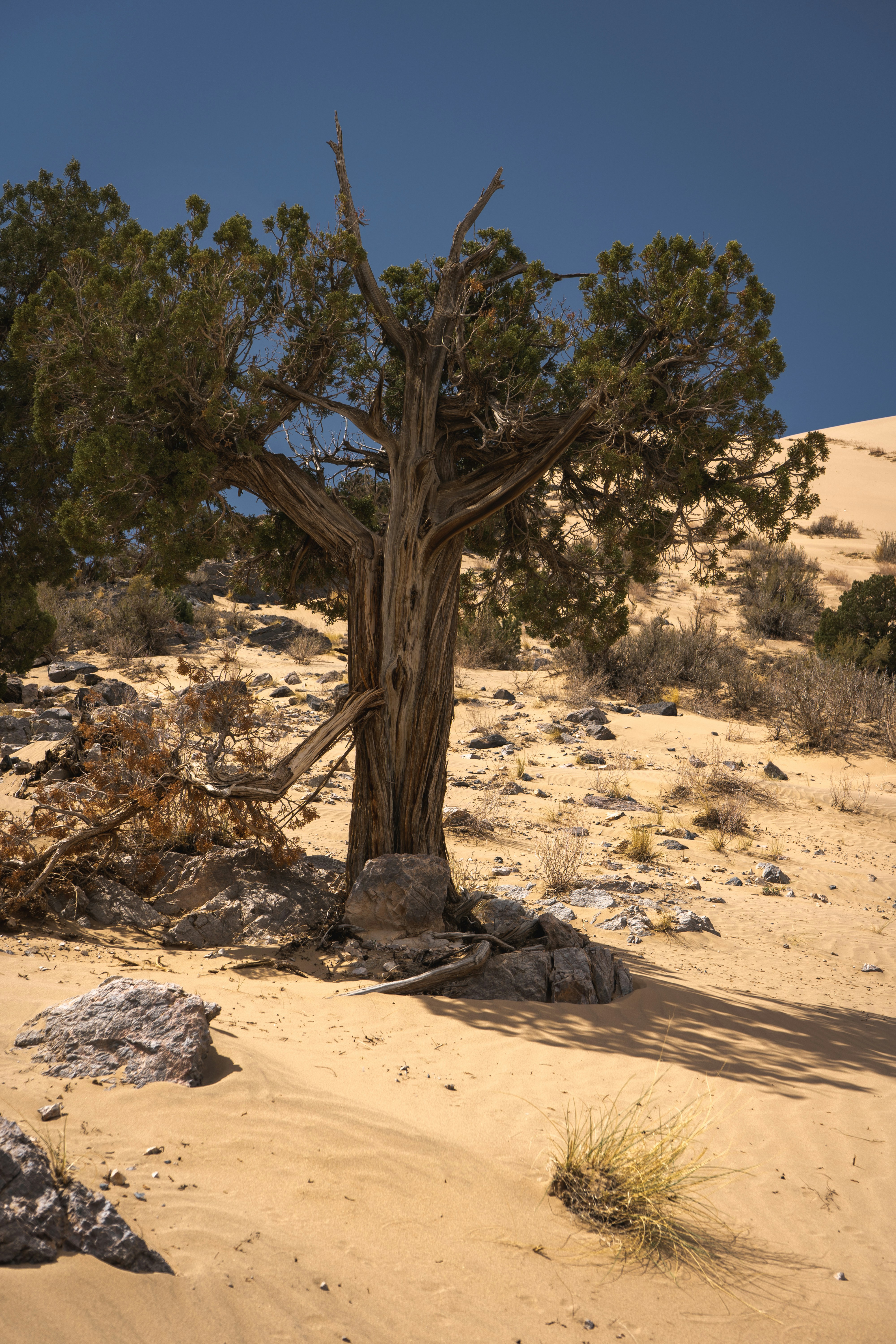 brown leafless tree on brown sand during daytime