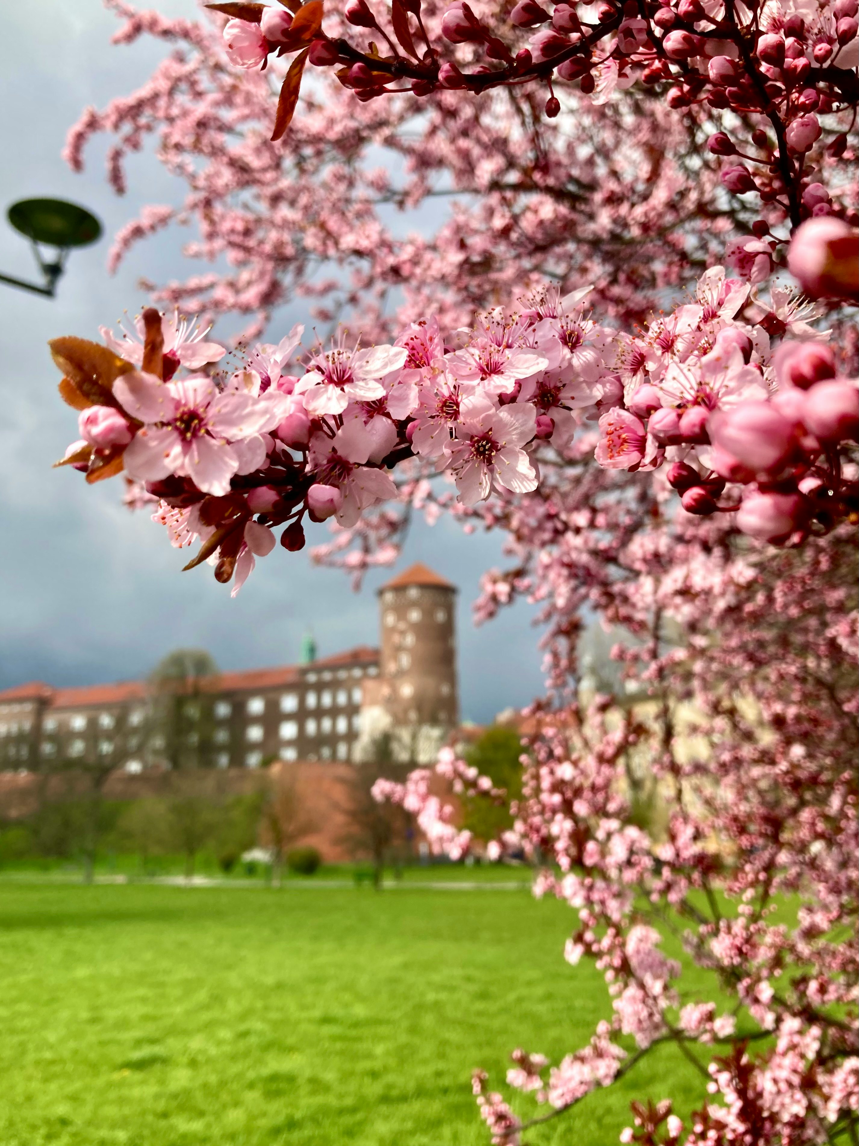 pink and white flowers during daytime