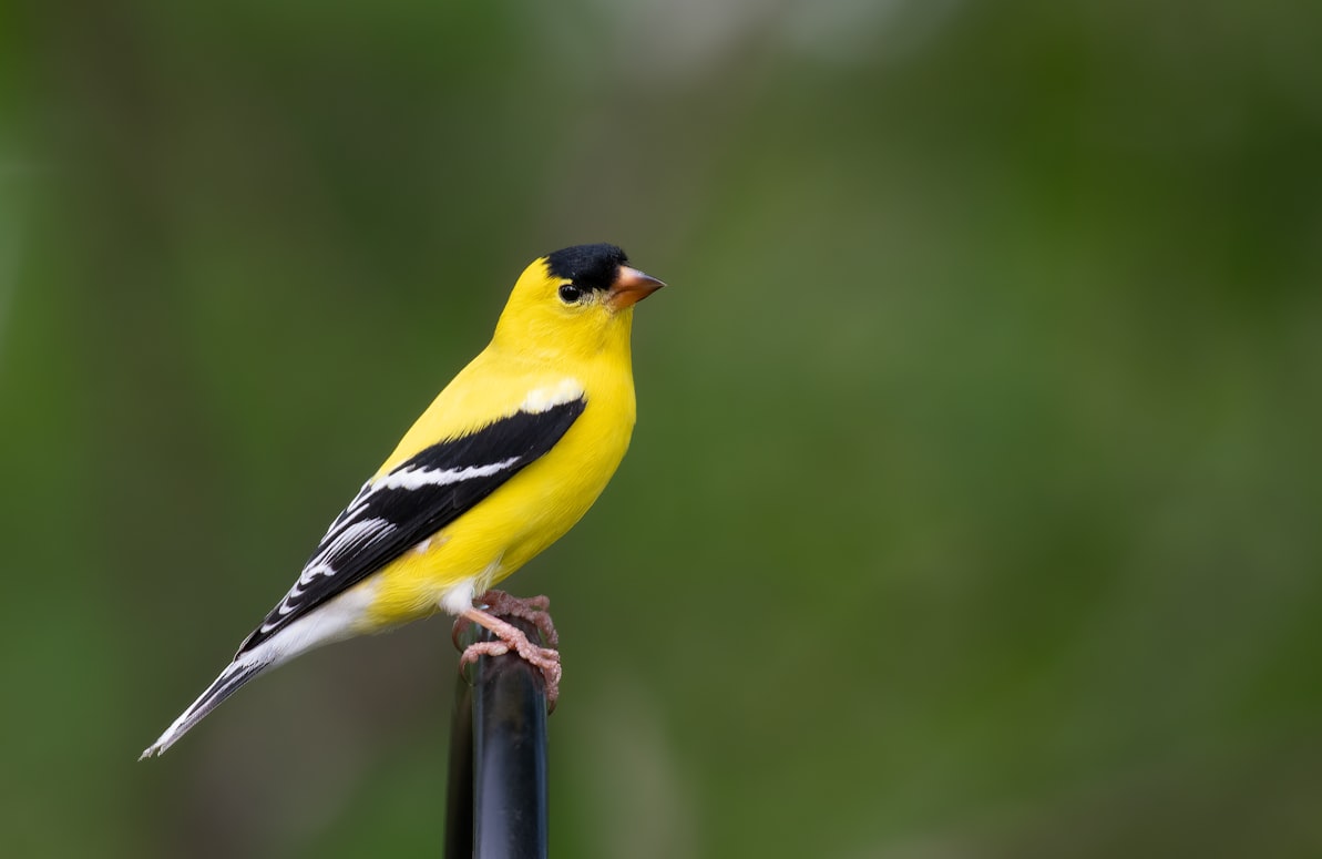 yellow goldfinch outside on bird feeder pole