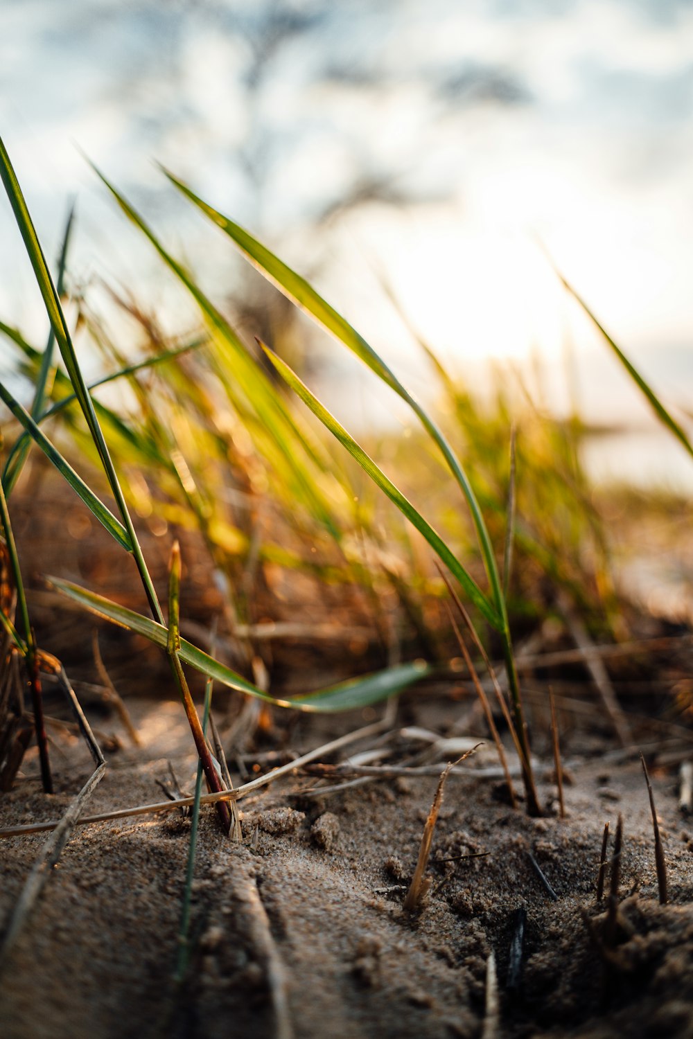 green grass on brown soil