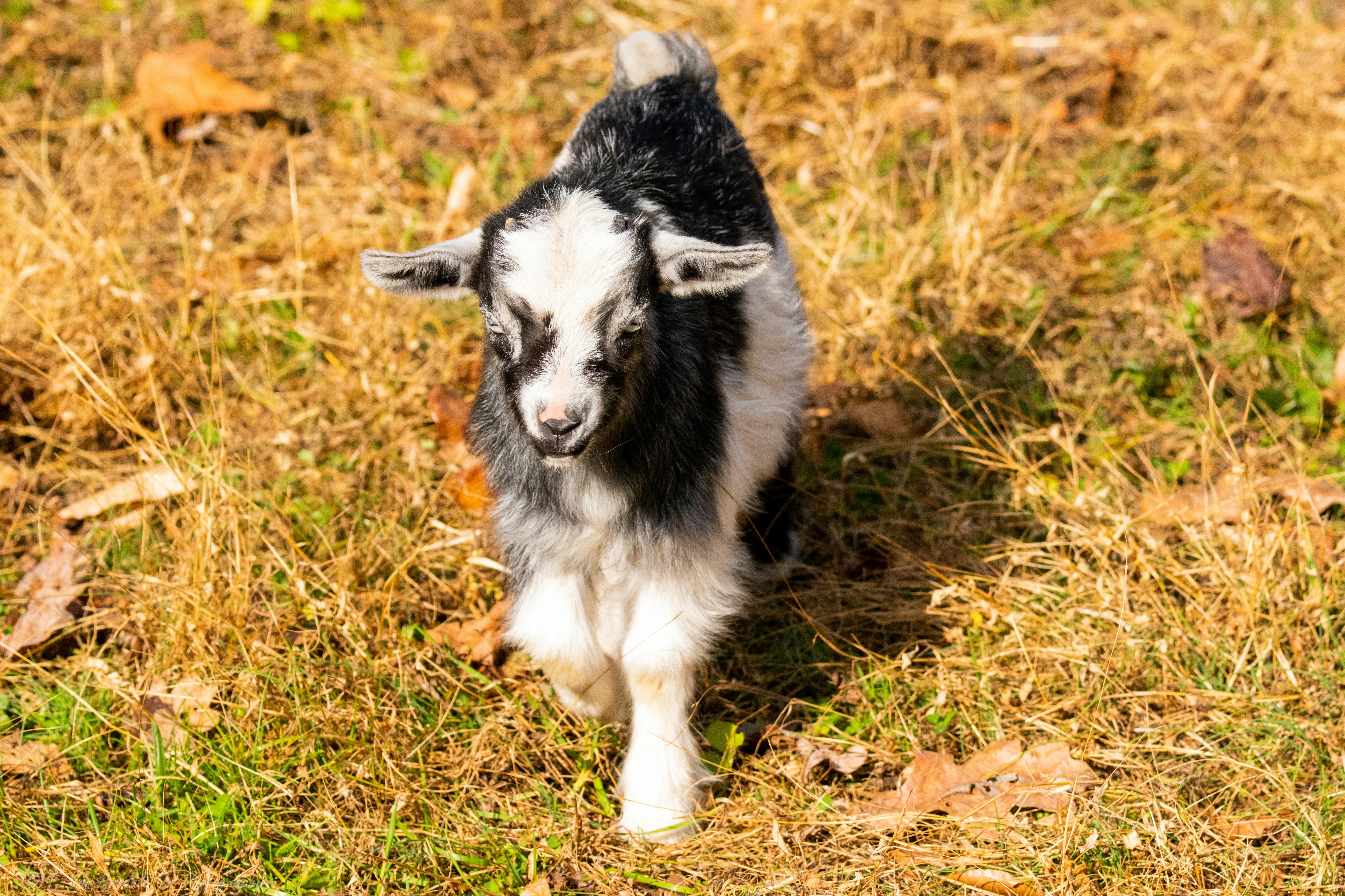 black and white border collie puppy on brown grass field during daytime