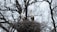 Two storks are perched on a large nest made of twigs, situated atop a tree with bare branches. The storks have white feathers with black wings and long, pointed beaks. The background consists of intricate patterns formed by the leafless branches of surrounding trees, creating a stark and natural setting.