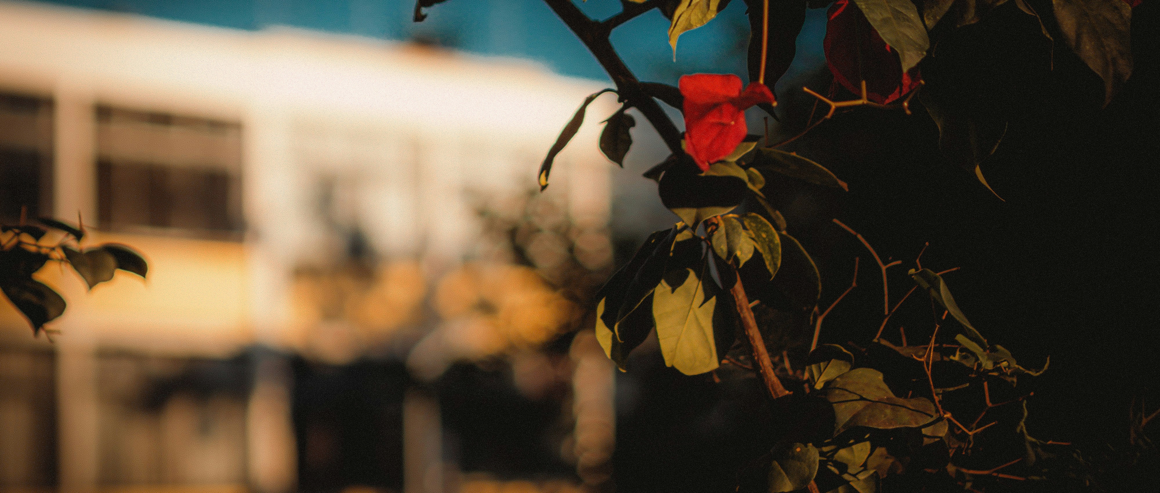red and green leaves during daytime