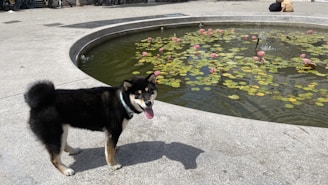 A Shiba Inu stands on a paved surface next to a circular pond filled with lily pads and blooming pink water lilies. The dog appears to be panting, possibly enjoying a sunny day. In the background, a person is sitting near the edge of the pond.