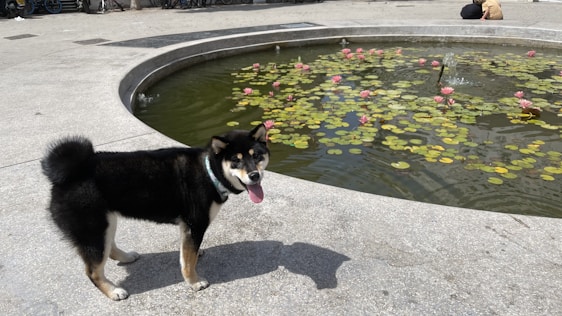 A Shiba Inu stands on a paved surface next to a circular pond filled with lily pads and blooming pink water lilies. The dog appears to be panting, possibly enjoying a sunny day. In the background, a person is sitting near the edge of the pond.