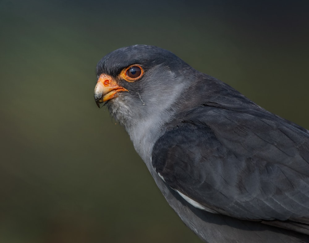 black and white bird in close up photography