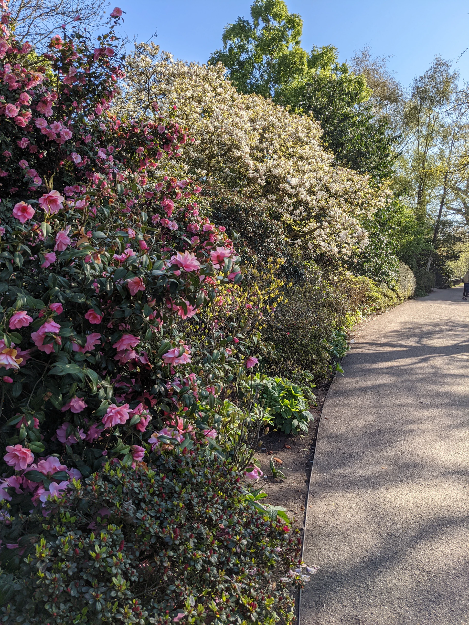 A scenic pathway in a lush garden with colorful flowers on both sides, perfect for a peaceful walk.